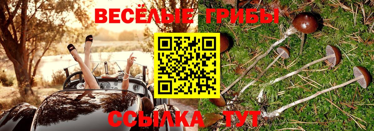 Галлюциногенные грибы Psilocybine cubensis Петровск